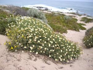 Dune flowers above the sea at Corny Point