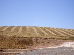 Cut Barley