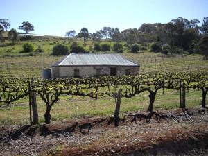 Old farmhouse amongst the vines