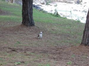 Burrum river and National Park 005a