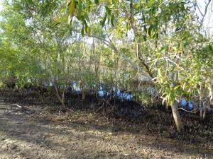 Exploring the Yeppoon region 008