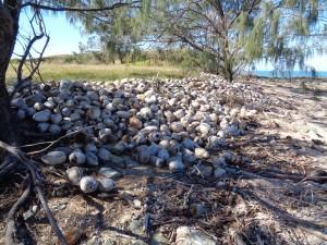 Exploring the Yeppoon region 023