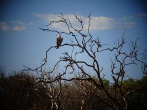 Dampier peninsula, James Price Point 007