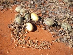 Desert Melons