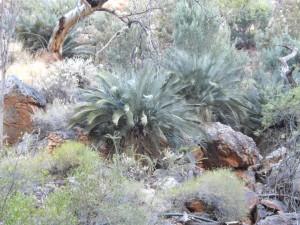 Stanley Chasm foliage