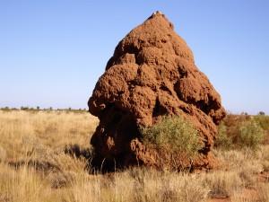 Termite mounds