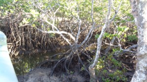 Mangrove closeup