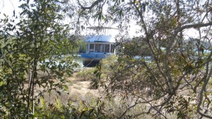 Easy life amongst  the mangroves up a creek somewhere around Tin Can