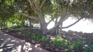 Tree Bottom growing out of the ground