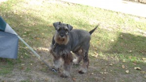 Billie the Schnauzer