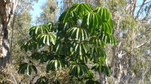 Local vegetation