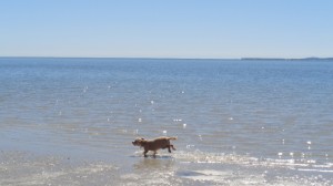 Lexi frolicking in the shallow water