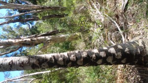 Nature's art galery, a palm trunk 